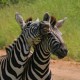 Kruger Park Safari