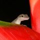 Costa Rica - Reptiles