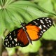 Costa Rica - Butterflies