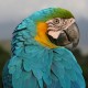 Costa Rica - Birds