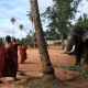Pinnawela Elephant Orphanage, Sri Lanka