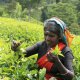 Tea plucker, Sri Lanka