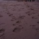 Beach footprints, St. James, False Bay coast