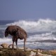 Ostrich on a pebbly beach, Cape Point Reserve