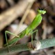 A very chilled out, green praying mantis. South Africa